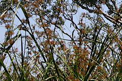 Cladium procerum
