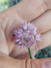 Allium strictum