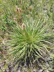 Takhtajaniantha austriaca