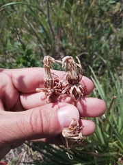 Takhtajaniantha austriaca