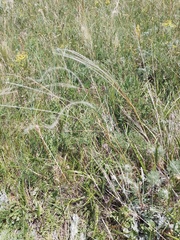Stipa zalesskyi