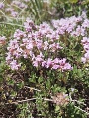 Thymus roseus