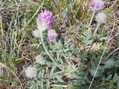 Oxytropis setosa