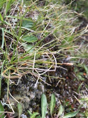 Carex curvula