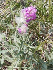 Oxytropis setosa