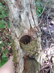 Troglodytes troglodytes