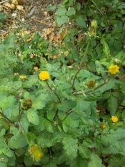 Bidens pilosa