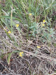 Odontarrhena obovata