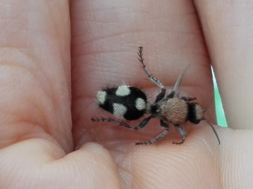 Dasylabris atrata