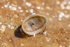 Lepidochitona cinerea