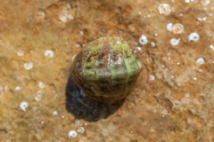 Lepidochitona cinerea