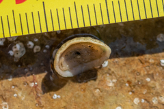 Lepidochitona cinerea