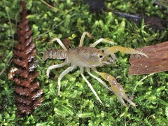 Engaeus hemicirratulus