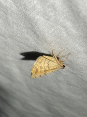 Taeniogramma octolineata