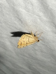 Taeniogramma octolineata