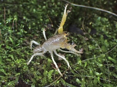 Engaeus hemicirratulus