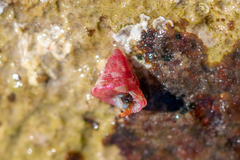 Jujubinus exasperatus