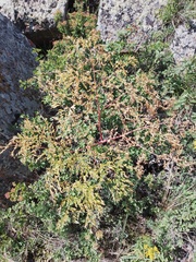 Ferula songarica