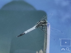 Orthetrum albistylum