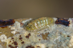 Lepidochitona cinerea