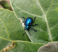 Platycorynus peregrinus