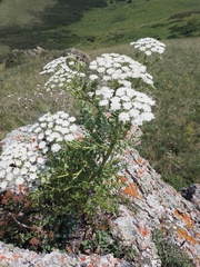 Seseli buchtormense