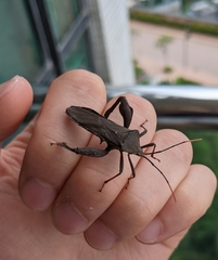 Pseudomictis distinctus