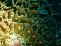 Palythoa heliodiscus