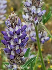 Lupinus lepidus confertus