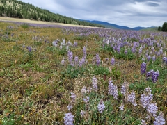 Lupinus lepidus confertus