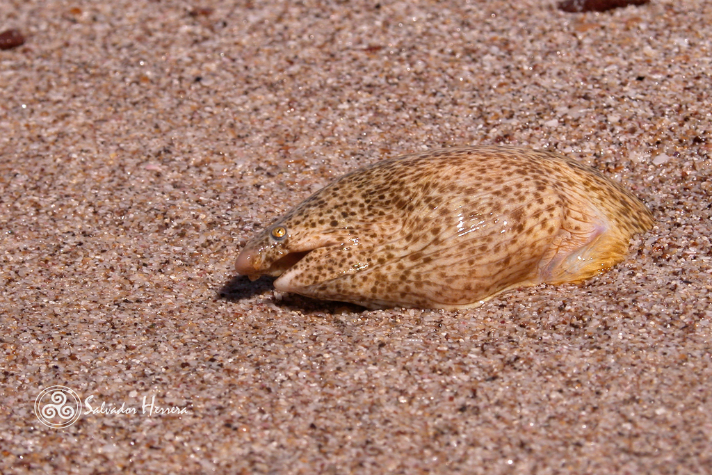 Sandy Ridgefin Eel