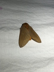 Anisota oslari