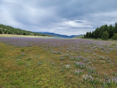 Lupinus lepidus confertus