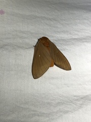 Anisota oslari