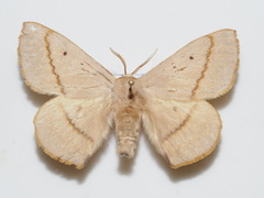 Anthela canescens