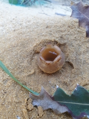 Peziza austrogeaster