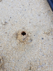 Peziza austrogeaster