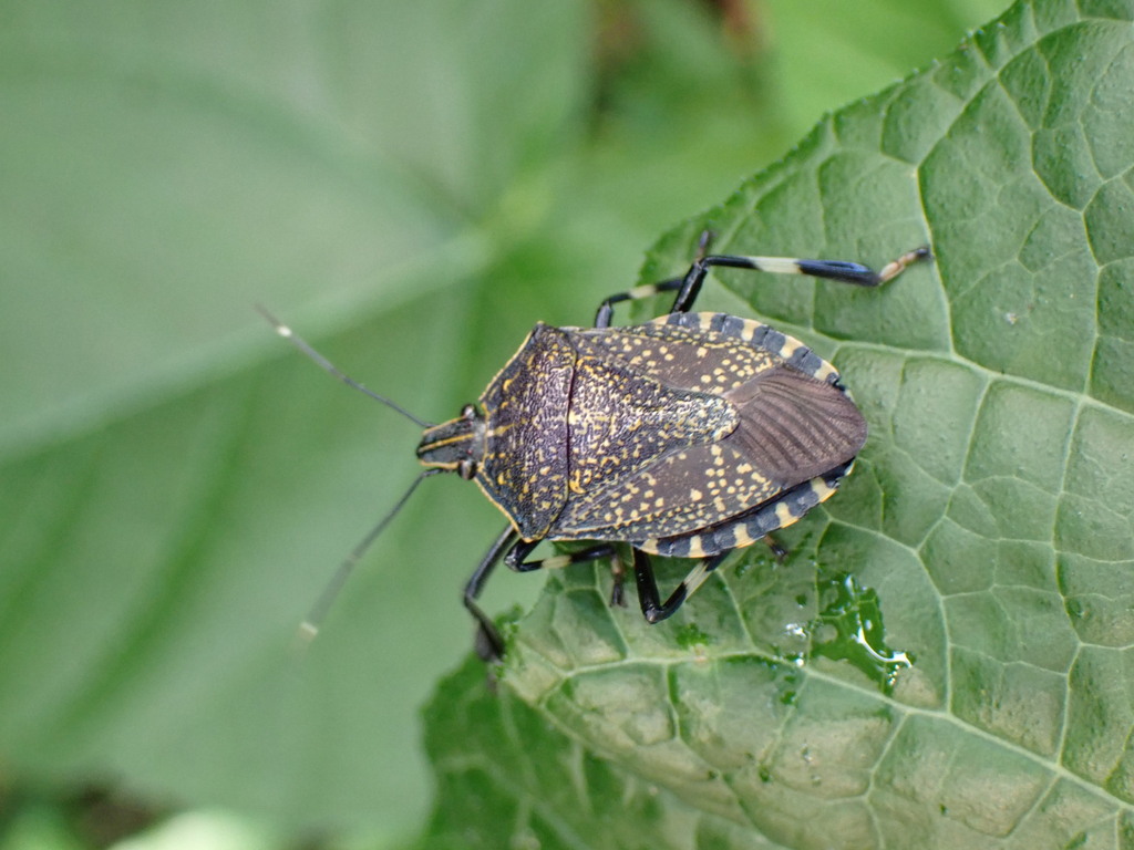 Yellow-spotted Stink Bug from 台灣台中市北屯區 on June 30, 2022 at 04:10 PM by ...