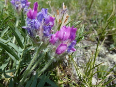Oxytropis setosa