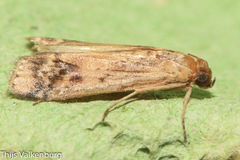 Euzophera osseatella