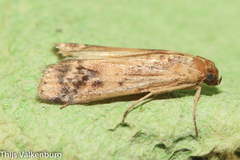 Euzophera osseatella