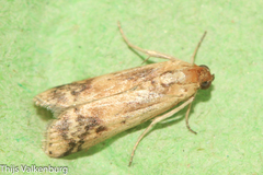 Euzophera osseatella