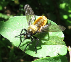 Laphria sericea