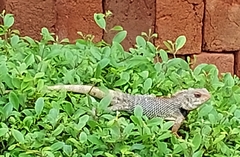 Calotes versicolor