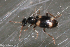 Hirticomus quadriguttatus