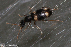 Hirticomus quadriguttatus