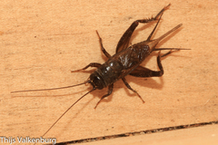 Eumodicogryllus bordigalensis