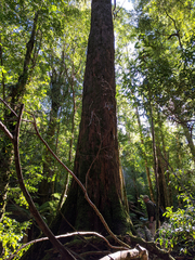 Nothofagus cunninghamii