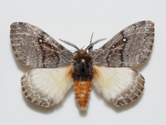 Anthela xantharcha