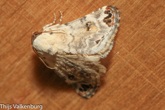 Coccidiphaga scitula